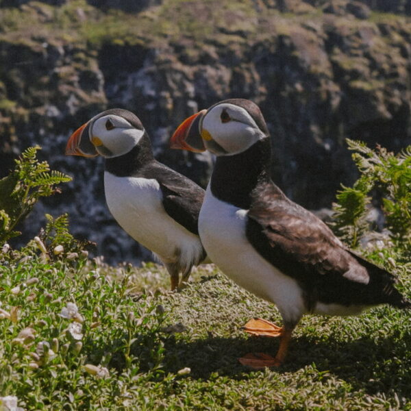 Skomer Island Puffins!